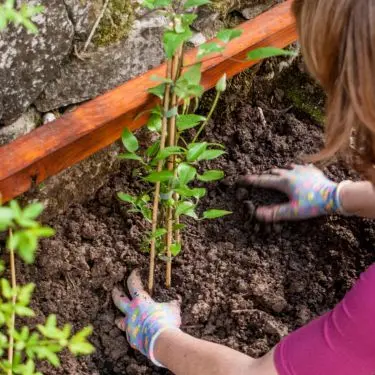 Sådan skal du plante slyngplanter